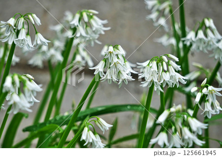 緑色と白色のアリウム・トリケトラムの花(春、四月) 緑色と白色のアリウム・トリケトラムの花(春、四月) 125661945