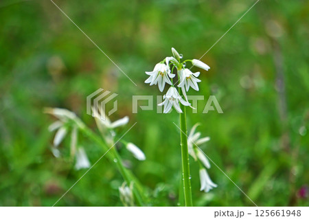 緑色と白色のアリウム・トリケトラムの花(春、四月) 緑色と白色のアリウム・トリケトラムの花(春、四月) 125661948