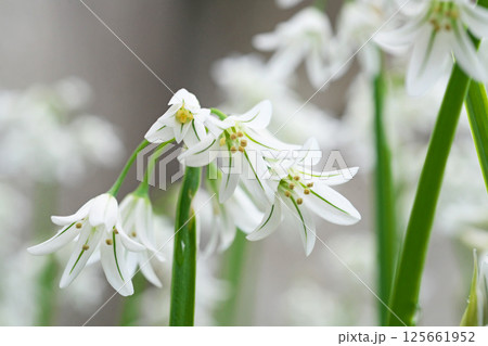 緑色と白色のアリウム・トリケトラムの花（春、四月） 125661952