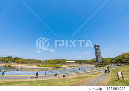 春の浜名湖ガーデンパーク、満開のネモフィラ〈静岡県浜松市〉 125661965