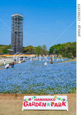 春の浜名湖ガーデンパーク、満開のネモフィラ〈静岡県浜松市〉 125661979