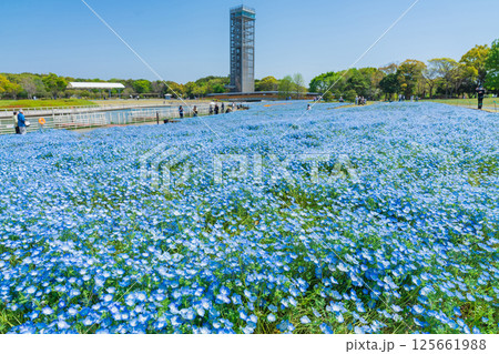 春の浜名湖ガーデンパーク、満開のネモフィラ〈静岡県浜松市〉 春の浜名湖ガーデンパーク、満開のネモフィラ〈静岡県浜松市〉 125661988