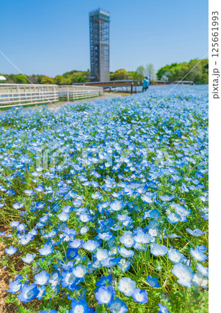 春の浜名湖ガーデンパーク、満開のネモフィラ〈静岡県浜松市〉 125661993
