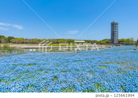 春の浜名湖ガーデンパーク、満開のネモフィラ〈静岡県浜松市〉 春の浜名湖ガーデンパーク、満開のネモフィラ〈静岡県浜松市〉 125661994