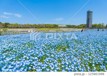 春の浜名湖ガーデンパーク、満開のネモフィラ〈静岡県浜松市〉 春の浜名湖ガーデンパーク、満開のネモフィラ〈静岡県浜松市〉 125661996