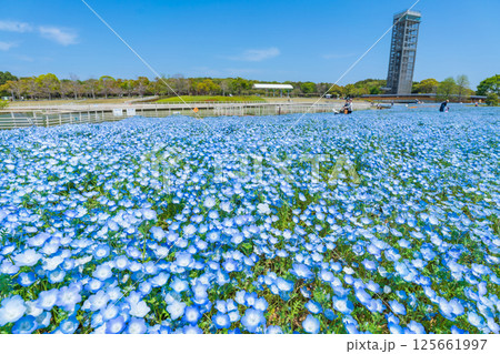 春の浜名湖ガーデンパーク、満開のネモフィラ〈静岡県浜松市〉 春の浜名湖ガーデンパーク、満開のネモフィラ〈静岡県浜松市〉 125661997