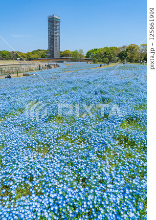 春の浜名湖ガーデンパーク、満開のネモフィラ〈静岡県浜松市〉 125661999