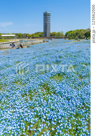 春の浜名湖ガーデンパーク、満開のネモフィラ〈静岡県浜松市〉 125662000