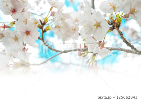 青空と桜の花のズーム写真　下に文字スペース 125662043