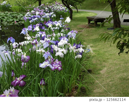 花咲く 花咲く 125662114