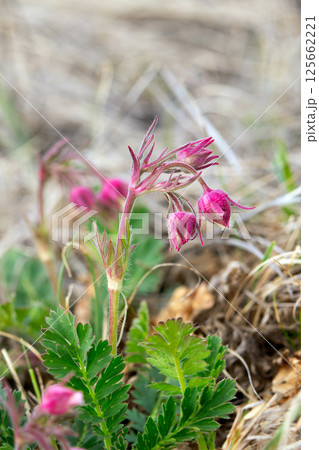 Early spring wildflowers Geum triflorum grow in the field. Early spring wildflowers Geum triflorum grow in the field. 125662221