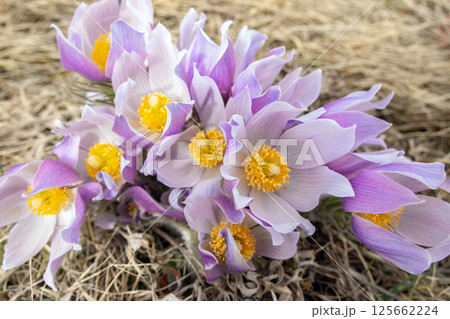 Prairie crocus or Pulsatilla patens grow in the wild in spring. Prairie crocus or Pulsatilla patens grow in the wild in spring. 125662224