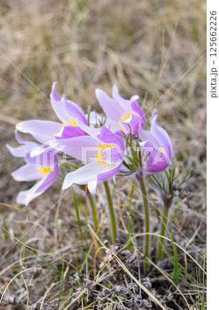 Prairie crocus or Pulsatilla patens grow in the wild in spring. Prairie crocus or Pulsatilla patens grow in the wild in spring. 125662226