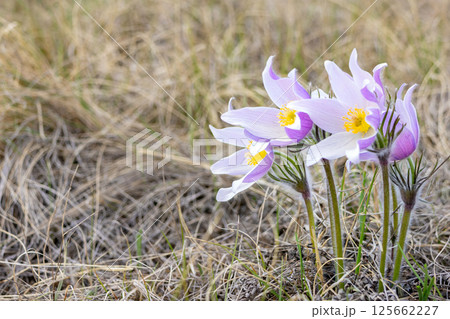 Prairie crocus or Pulsatilla patens grow in the wild in spring. Prairie crocus or Pulsatilla patens grow in the wild in spring. 125662227