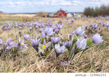 Purple Pulsatilla patens flowers grow in the field in spring. 125662231