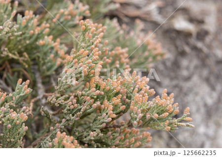 Bush of creeping juniper grows in the wild area in spring. 125662235