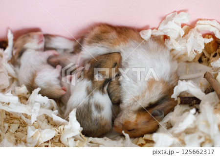 Cute baby hamster 8 days old. Domestic pet rodent animals 125662317