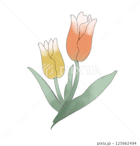 手書き風春の花【チューリップ】 125662494