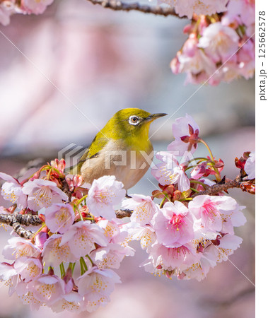 【両国橋東公園】桜の枝に止まるメジロ【カンザクラ】 【両国橋東公園】桜の枝に止まるメジロ【カンザクラ】 125662578