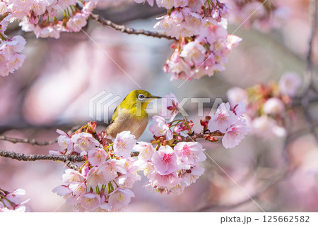【両国橋東公園】桜の枝に止まるメジロ【カンザクラ】 【両国橋東公園】桜の枝に止まるメジロ【カンザクラ】 125662582