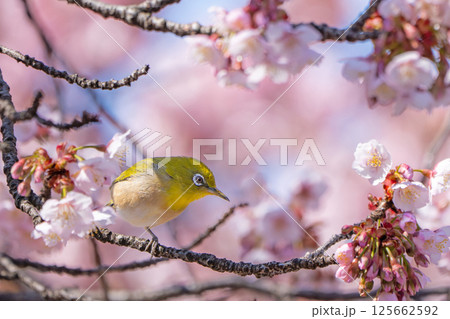 【両国橋東公園】桜の枝に止まるメジロ【カンザクラ】 125662592