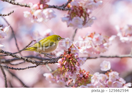 【両国橋東公園】桜の枝に止まるメジロ【カンザクラ】 【両国橋東公園】桜の枝に止まるメジロ【カンザクラ】 125662594