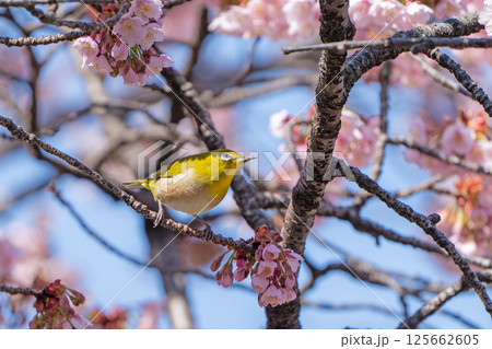 【両国橋東公園】桜の枝に止まるメジロ【カンザクラ】 125662605