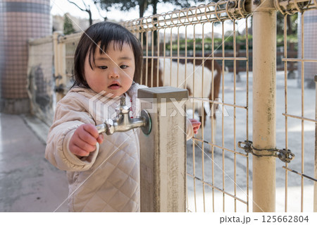 【相模原市立麻溝公園のふれあい動物広場でヤギを見る1歳児】 【相模原市立麻溝公園のふれあい動物広場でヤギを見る1歳児】 125662804