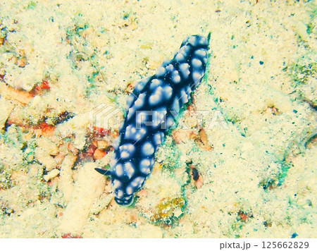 コイボウミウシ 沖縄県 コイボウミウシ 沖縄県 125662829