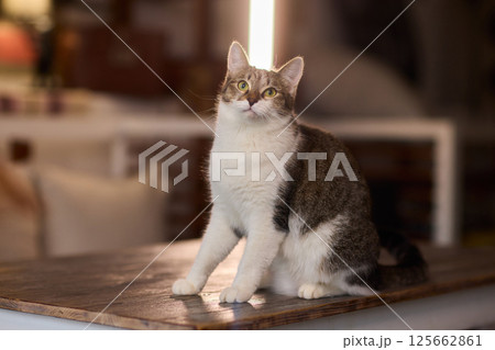 A Cute Cat lounging comfortably in a Bright and inviting Living Room filled with light A Cute Cat lounging comfortably in a Bright and inviting Living Room filled with light 125662861