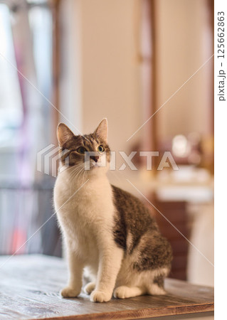 A Cute Cat lounging comfortably in a Bright and inviting Living Room filled with light 125662863