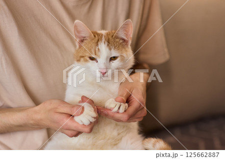 A Charming Cat, Comfortably Held in Hands, Showcasing Its Striking Eyes 125662887