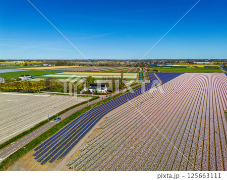Colorful tulip fields in full bloom stretch across the landscape, intersected by canals and roads, with cyclists and a village visible in the background under a clear blue sky. 125663111