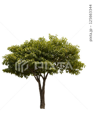 A big tree isolated on white background. Used for design, advertising and architecture. A big tree isolated on white background. Used for design, advertising and architecture. 125663344