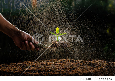 A farmer watering the Spinach seedling that was planted in the nursery. A farmer watering the Spinach seedling that was planted in the nursery. 125663373