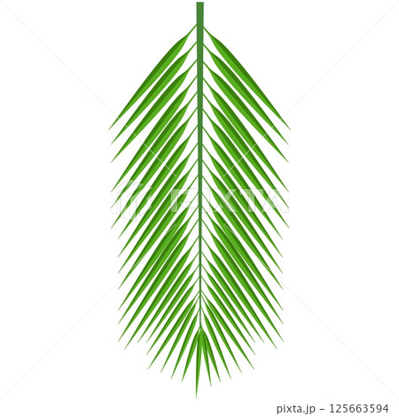 Tropical palm leaf isolated on white background 125663594