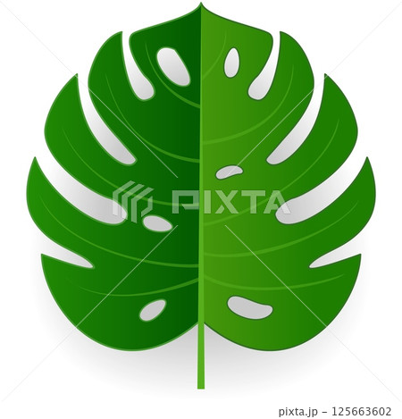 Green tropical monstera deliciosa leaf vector icon 125663602