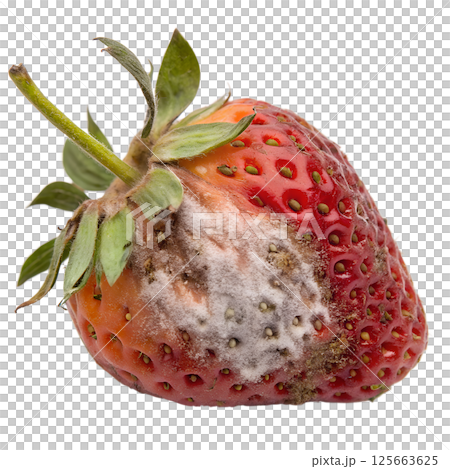Moldy strawberry isolated on the transparent background 125663625