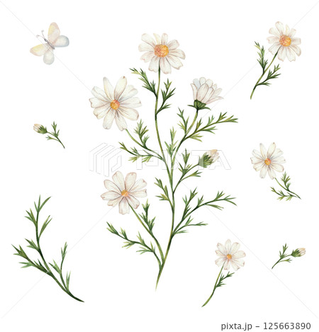 Chamomile and butterflies. Watercolor set of daisy flowers, leaves, buds. Isolated on a white background, hand painted. White flowers with a yellow center. For designing postcards, cards, invitations. Chamomile and butterflies. Watercolor set of daisy flowers, leaves, buds. Isolated on a white background, hand painted. White flowers with a yellow center. For designing postcards, cards, invitations. 125663890