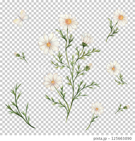 Chamomile and butterflies. Watercolor set of daisy flowers, leaves, buds. Isolated on a white background, hand painted. White flowers with a yellow center. For designing postcards, cards, invitations. Chamomile and butterflies. Watercolor set of daisy flowers, leaves, buds. Isolated on a white background, hand painted. White flowers with a yellow center. For designing postcards, cards, invitations. 125663890