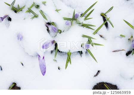 Crocus Flowers in Snow. Purple crocus flowers break through the melting snow, showing the vibrant approach of spring and the amazing resilience of nature in a stunning display of renewal. Crocus Flowers in Snow. Purple crocus flowers break through the melting snow, showing the vibrant approach of spring and the amazing resilience of nature in a stunning display of renewal. 125663959