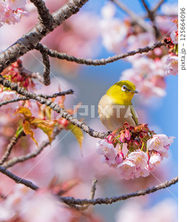 【両国橋東公園】桜の枝に止まるメジロ【カンザクラ】 125664096