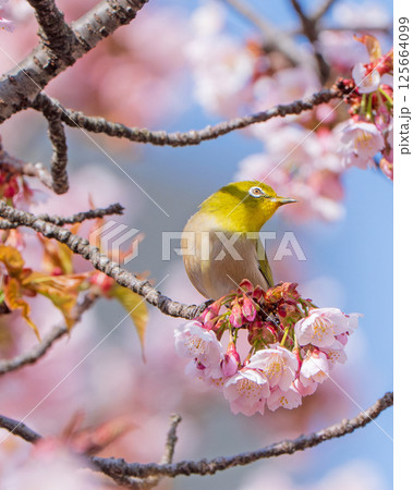 【両国橋東公園】桜の枝に止まるメジロ【カンザクラ】 125664099
