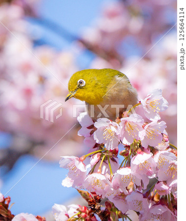 【両国橋東公園】桜の枝に止まるメジロ【カンザクラ】 125664114