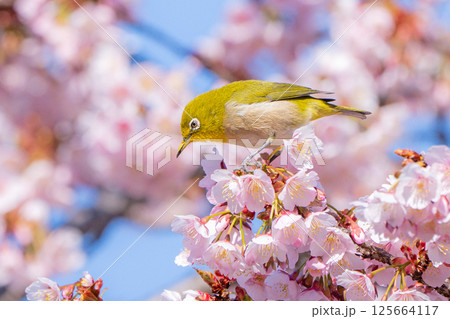 【両国橋東公園】桜の枝に止まるメジロ【カンザクラ】 125664117
