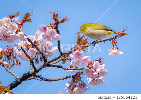 【両国橋東公園】桜の枝に止まるメジロ【カンザクラ】 125664123