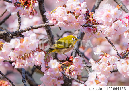 【両国橋東公園】桜の枝に止まるメジロ【カンザクラ】 125664128