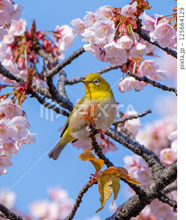 【両国橋東公園】桜の枝に止まるメジロ【カンザクラ】 125664129