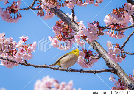 【両国橋東公園】桜の枝に止まるメジロ【カンザクラ】 【両国橋東公園】桜の枝に止まるメジロ【カンザクラ】 125664134