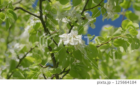 Gorgeous White Blossoms Adorn a Lush Green Tree Amidst Natures Beauty and Serenity 125664184
